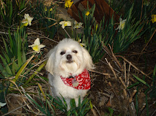 SPRING AT THE FARM