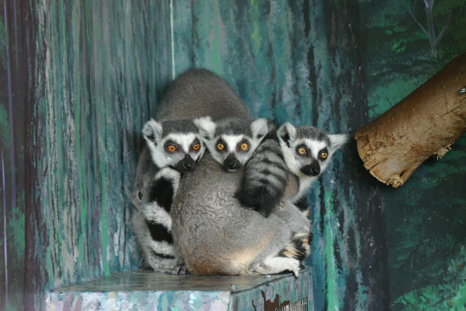 Lake Superior Zoo Minnesota Zoo Duluth, Minnesota