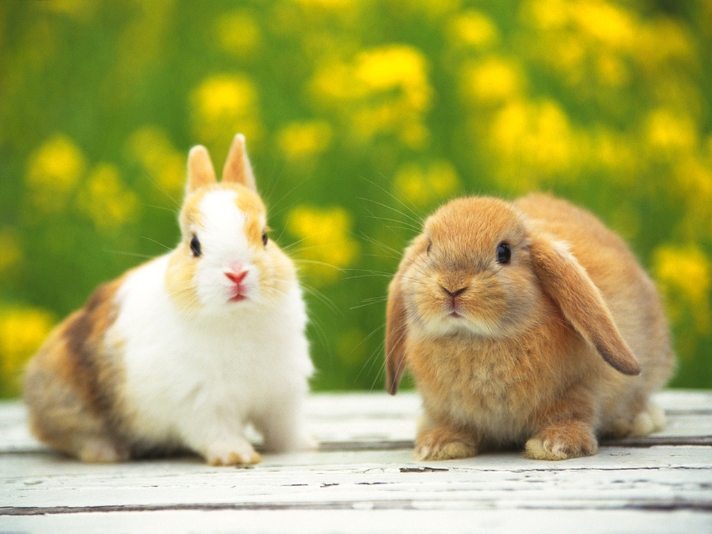 INSIGHT RABBIT Buying A Pet Rabbit Characteristics And Health Information
