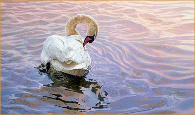 Mute Swan,  Cootes Paradise, Hamilton Ontario