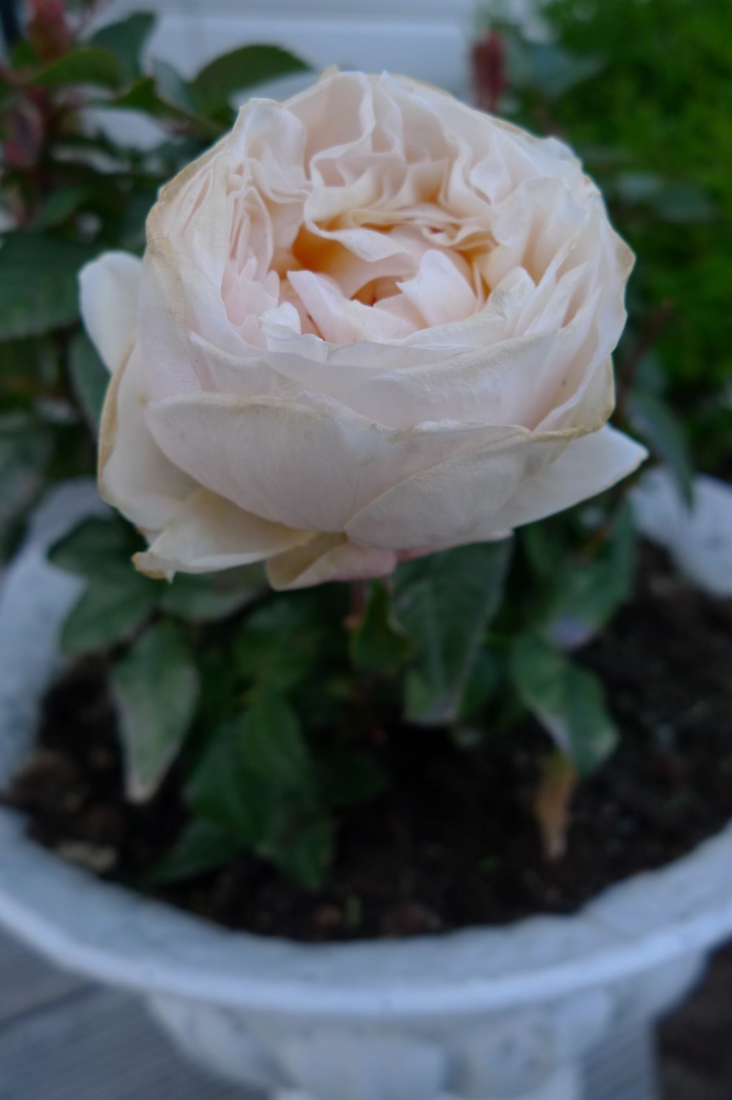 [P1020429.JPG]