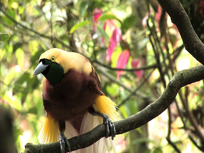 AVES DEL MUNDO... - Página 19 AVE+PARAISO+1