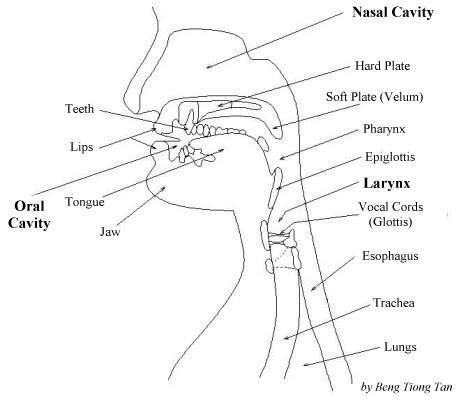 Vocal Organs