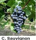 Uvas+Mas+la+plana.bmp