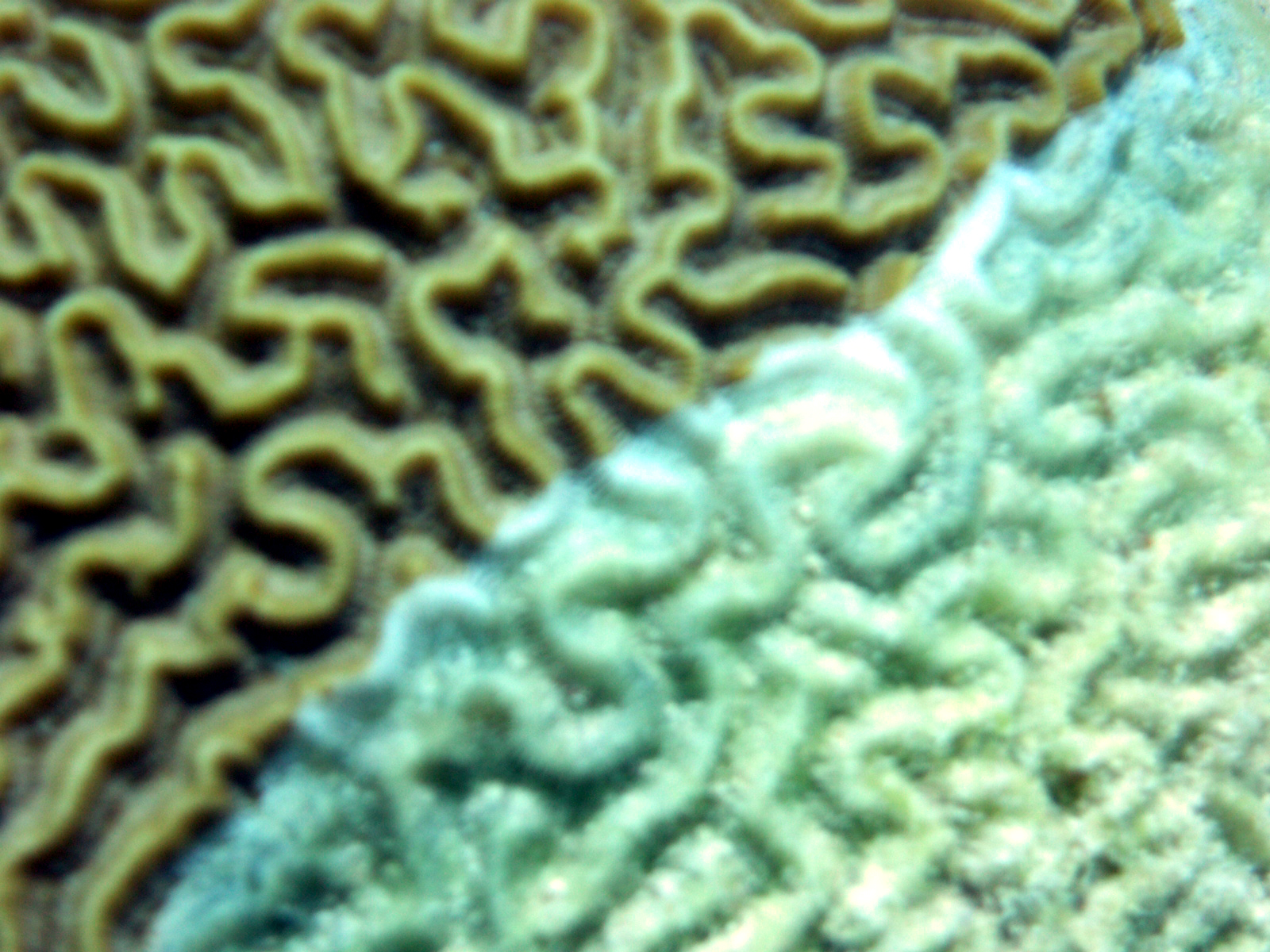 Keeping up With the Band Coral Diseases; Black and White