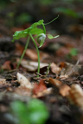 Ma Planete Jardin Abelia Grandiflora Un Arbuste A Fleurs Aux