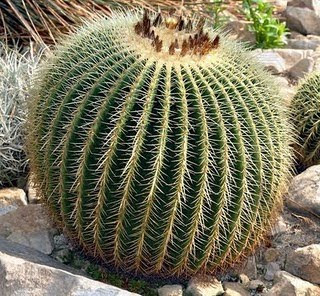 Fishhook Barrel Cactus | Ferocactus.
