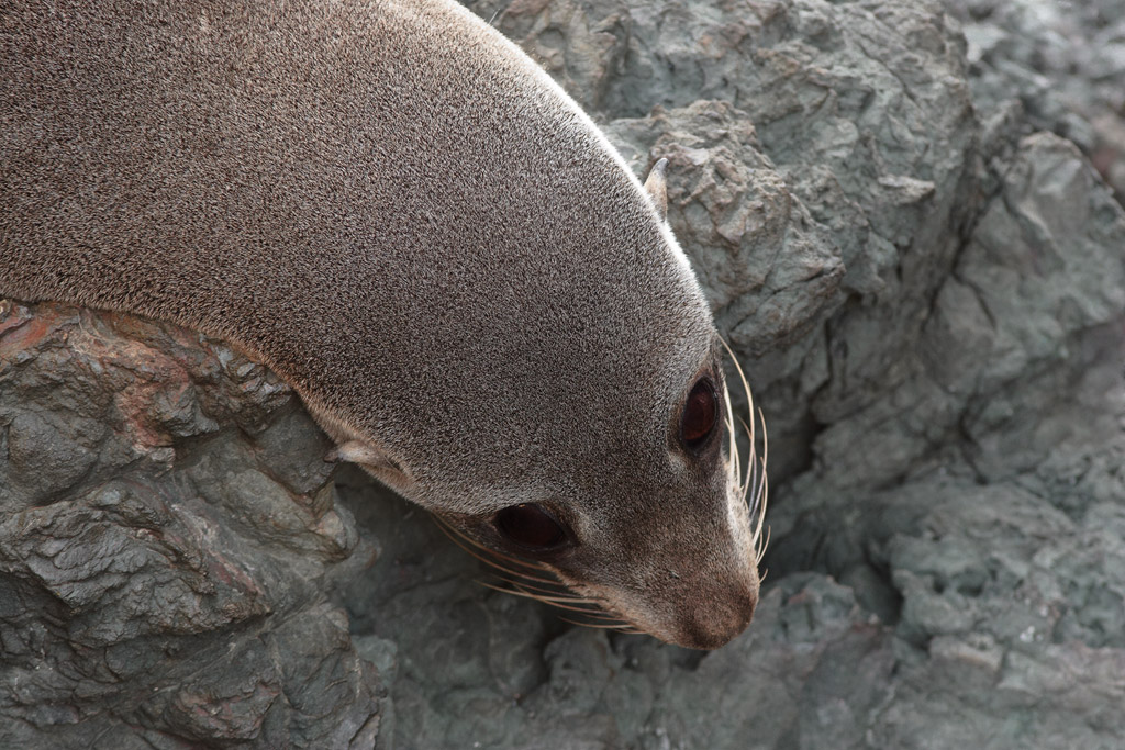 Seal on the rocks