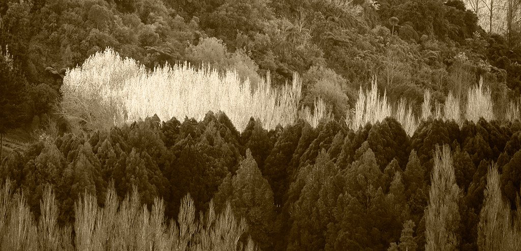 Pohangina Valley trees