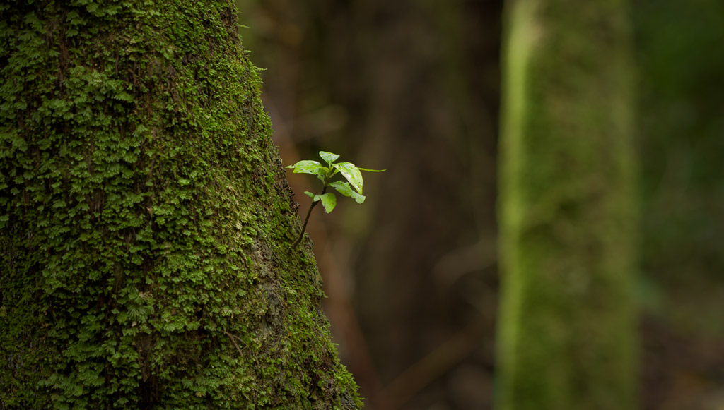 Seedling on ponga trunk