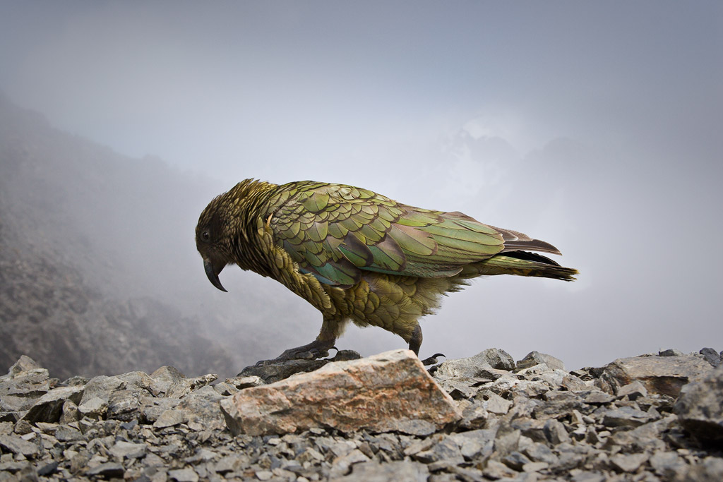 Kea on Avalanche Peak