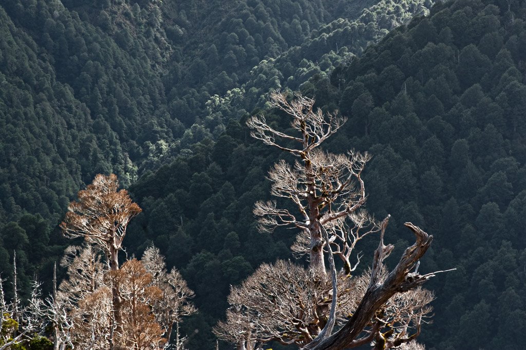 Kaikawaka dieback