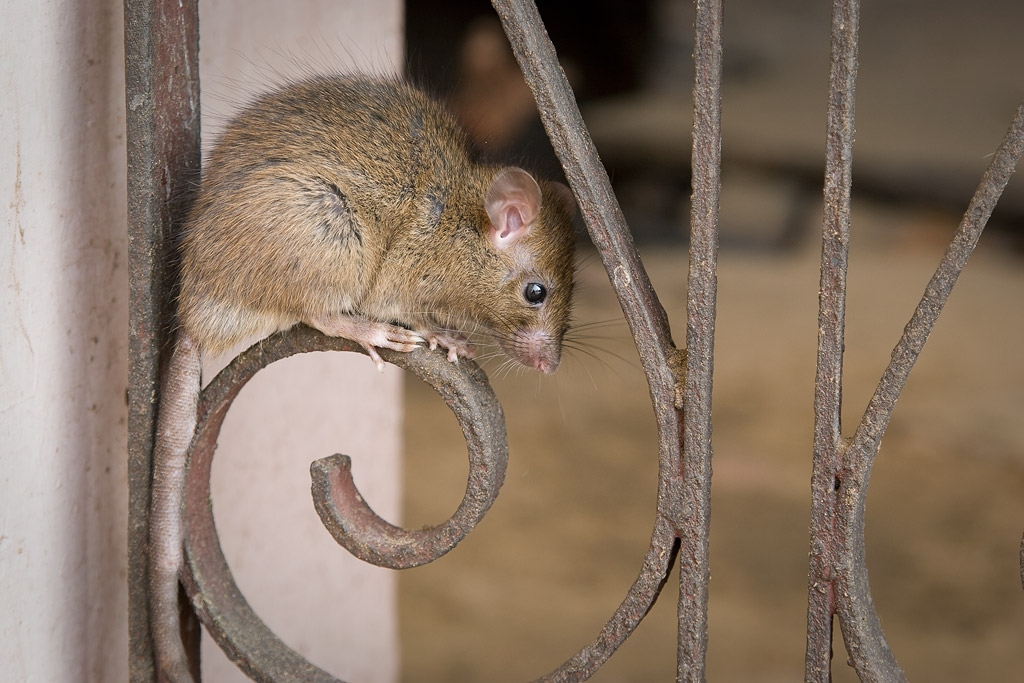 Rat Temple rat