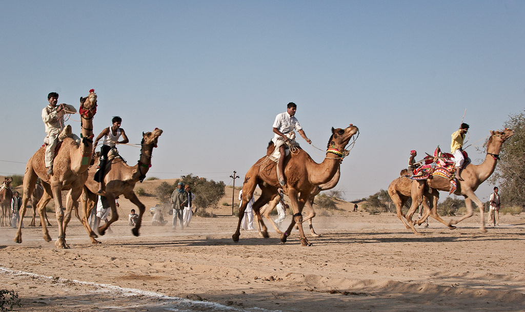 Camel race