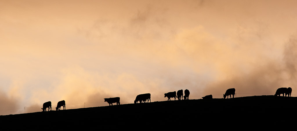 Cattle, sky