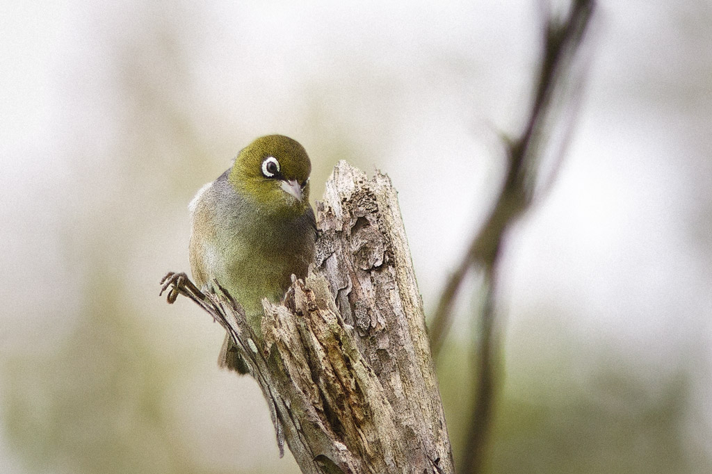 Silvereye