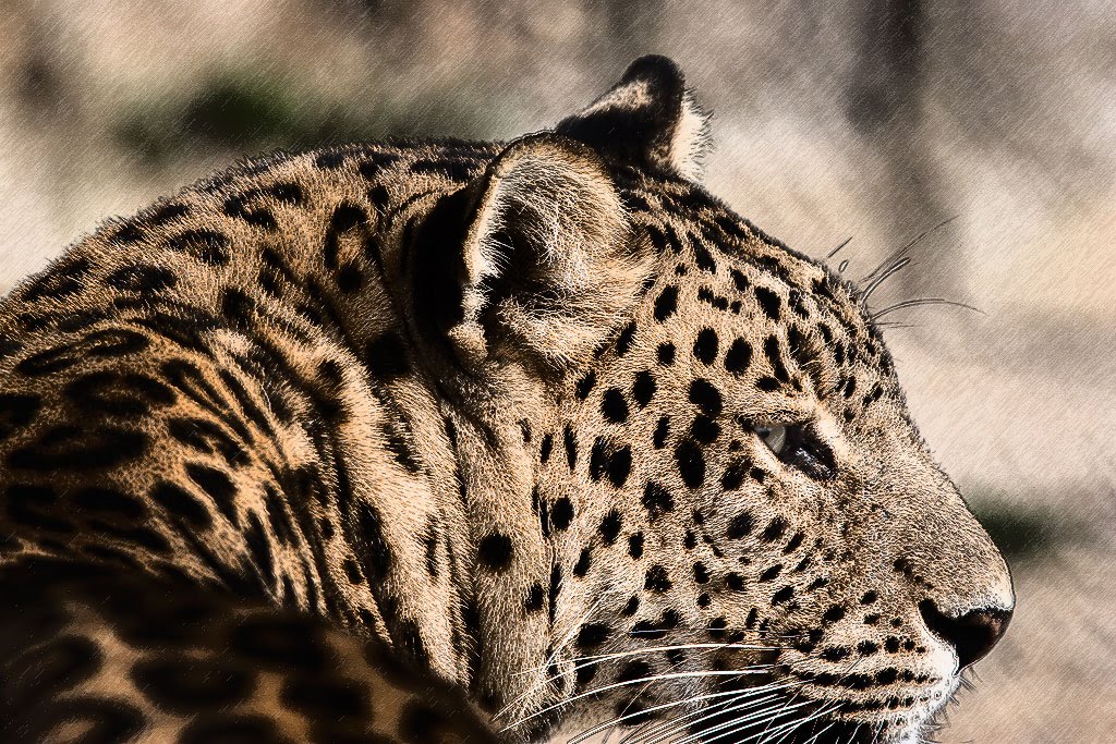 Leopard, Naini Tal zoo, India