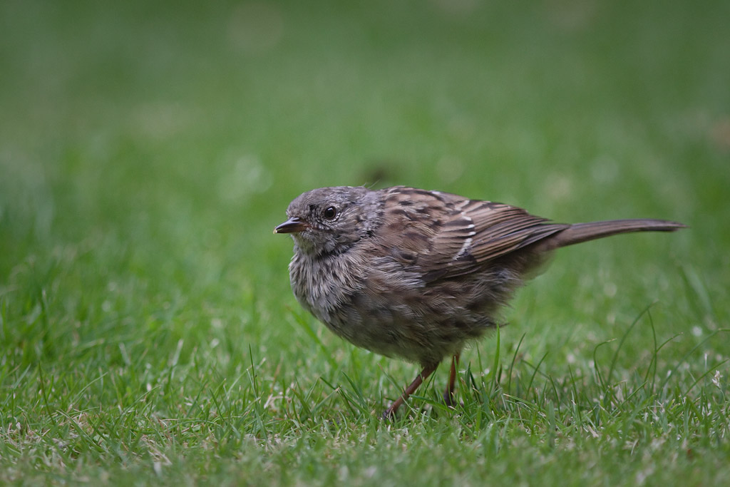 Clearly, this one had been finding plenty to eat