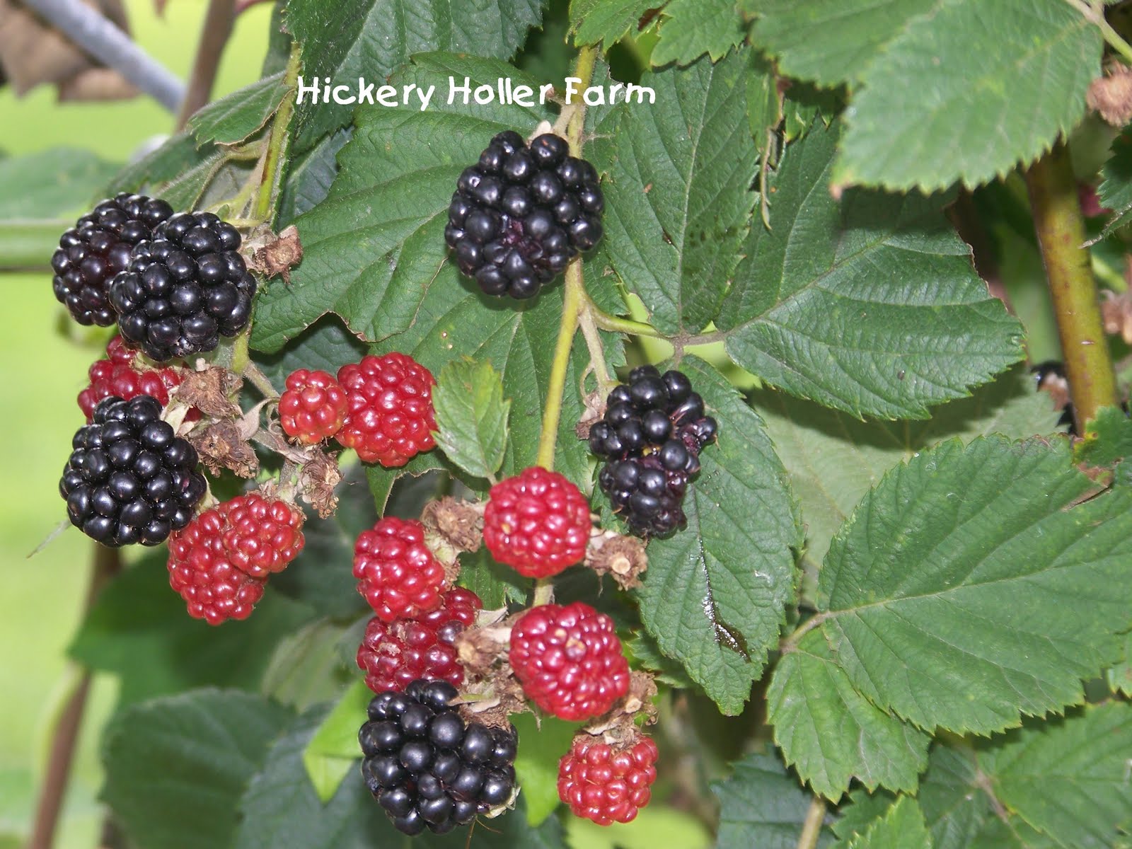 Hickery Holler Farm Grapes and Blackberries