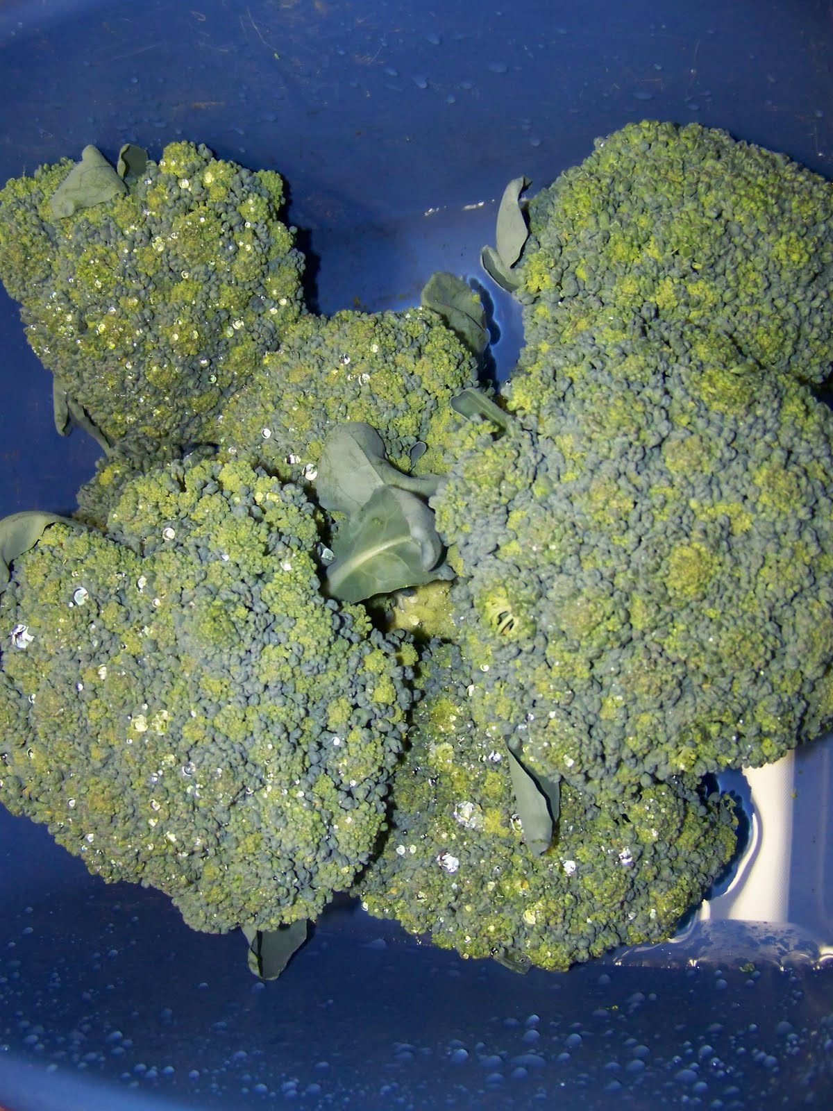 Hickery Holler Farm Broccoli Harvest
