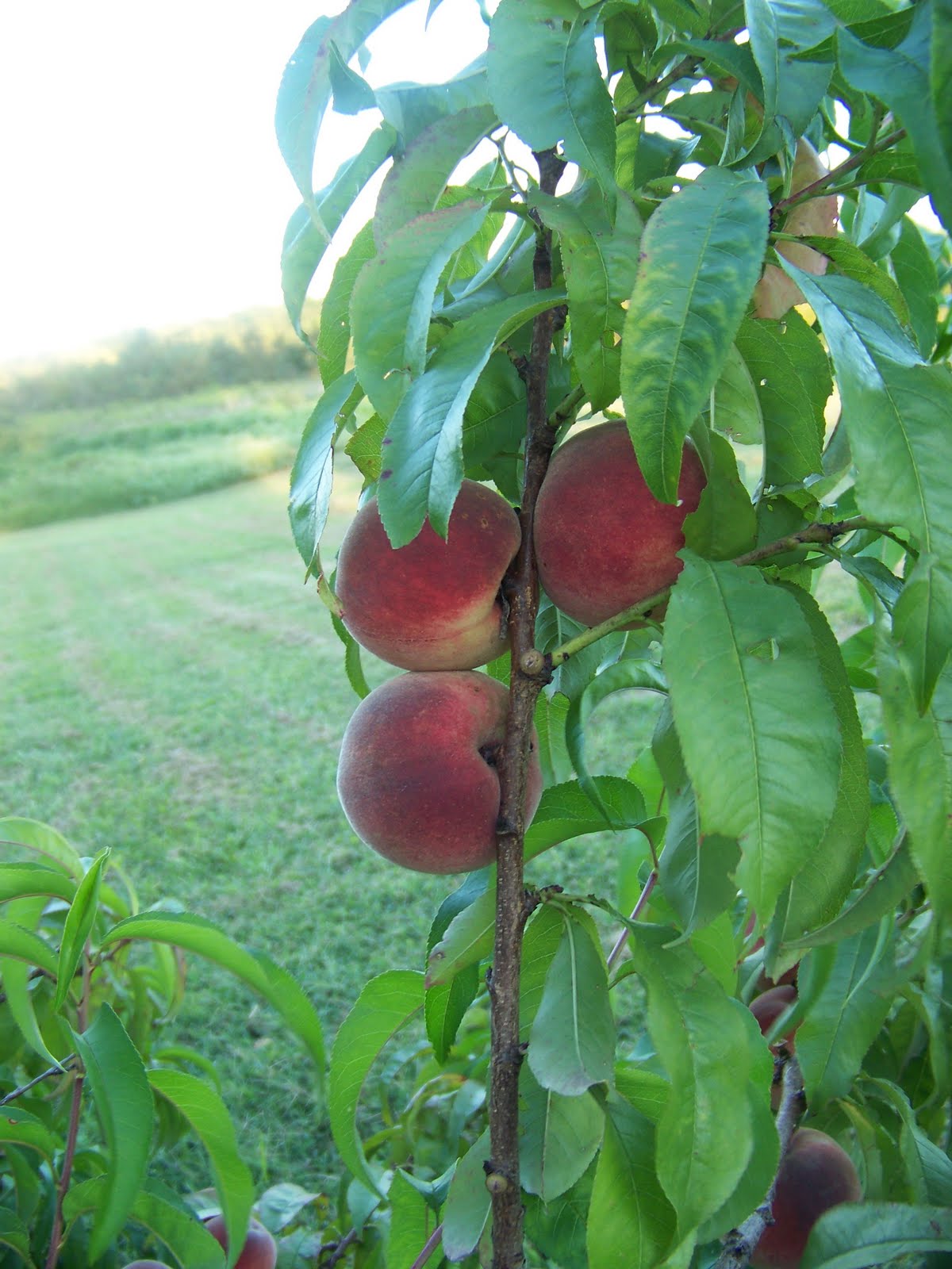 Hickery Holler Farm Indian Blood Red Peaches