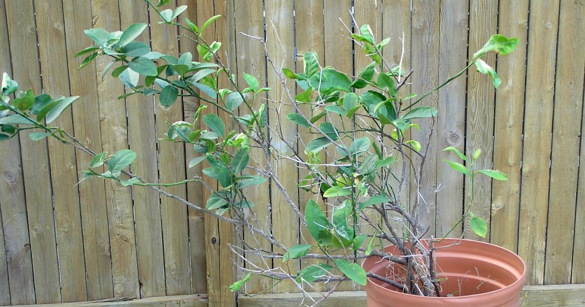 Capewood's Collections Bonsai Lemon Tree