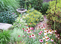 Purple coneflowers and coreopsis