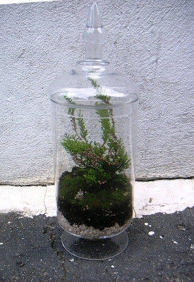 Decorative Terrarium