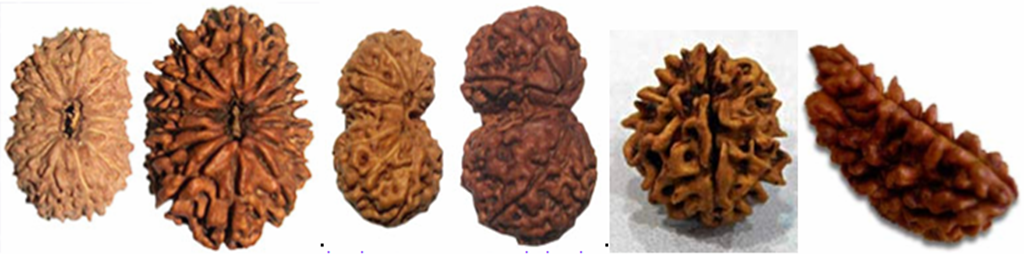 ~Astrology...Vedic Science~: The Divine Rudraksha