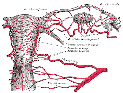 uterine artery pi что это