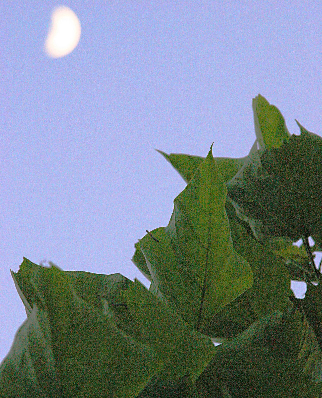 [Catalpa+Moon++June+21+2007+(Summer+solstice)0029.jpg]