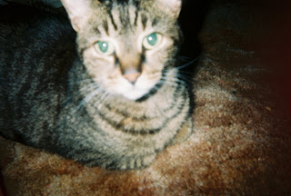 Autism Blog A Review Of My Kitty Catsberger