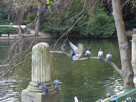 Birds at the Pond