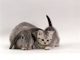cute funny animals with quotes Quotes About Animals. cute funny animals with quotes