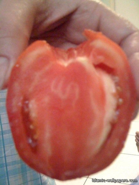 Allah Tomato