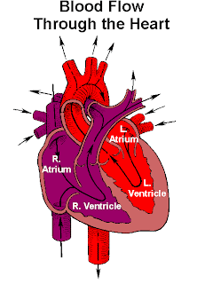 Sekar's science world: Anatomy of the Human Heart
