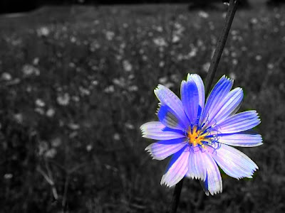 WithASmile.*: Principles of Design -- Emphasis