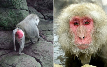 red butted monkey