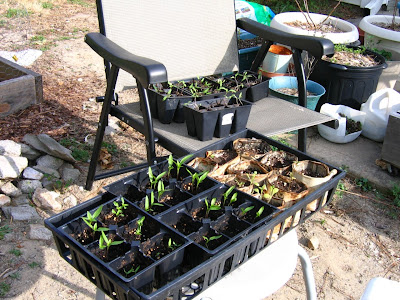 Garden Update, March 2009, Seedlings