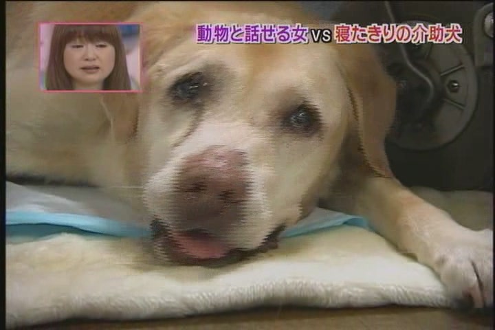 [Tensai,+Shimura+Doubutsuen[2009.07.18]+288.jpg]