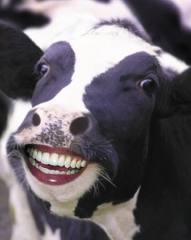 "HAPPY COW"