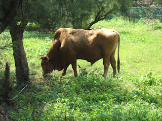 花架走道外的牛兒低頭悠閒的吃草