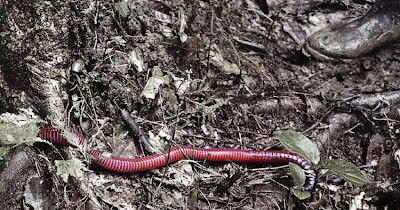 download biggest earthworm in the world download biggest earthworm in the world