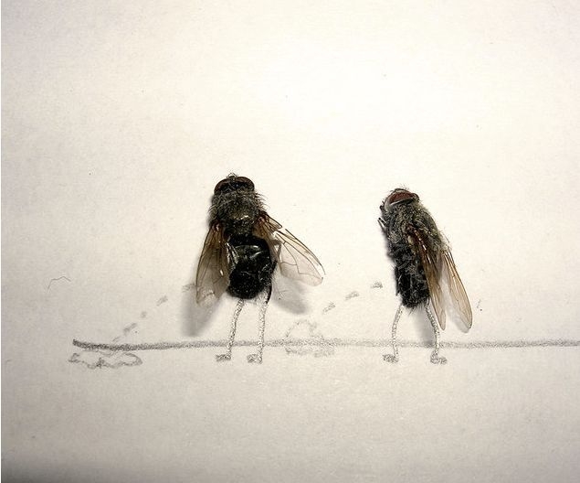 dead fly art 12 Lalat pun Bisa Berperilaku Seperti Manusia