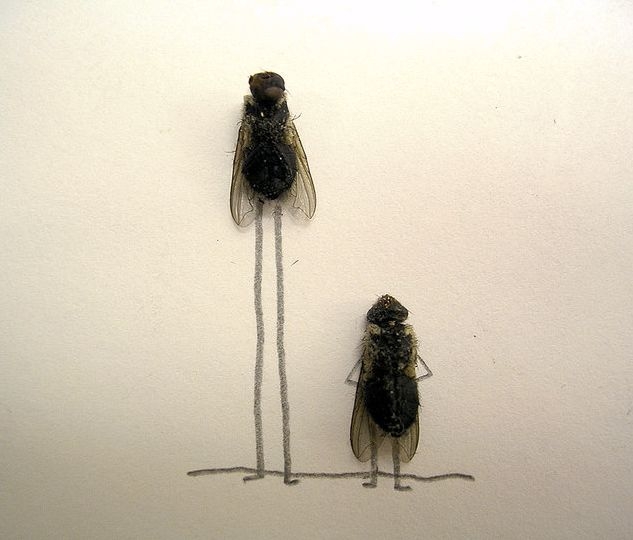 dead fly art 01 Lalat pun Bisa Berperilaku Seperti Manusia