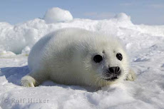 Seal puppy