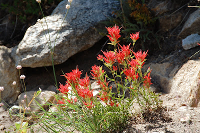 emigrant wilderness backyard beyond lake bloom paintbrush wildflowers trail along indian still were