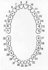 [permanent_teeth_number_chart.jpg]