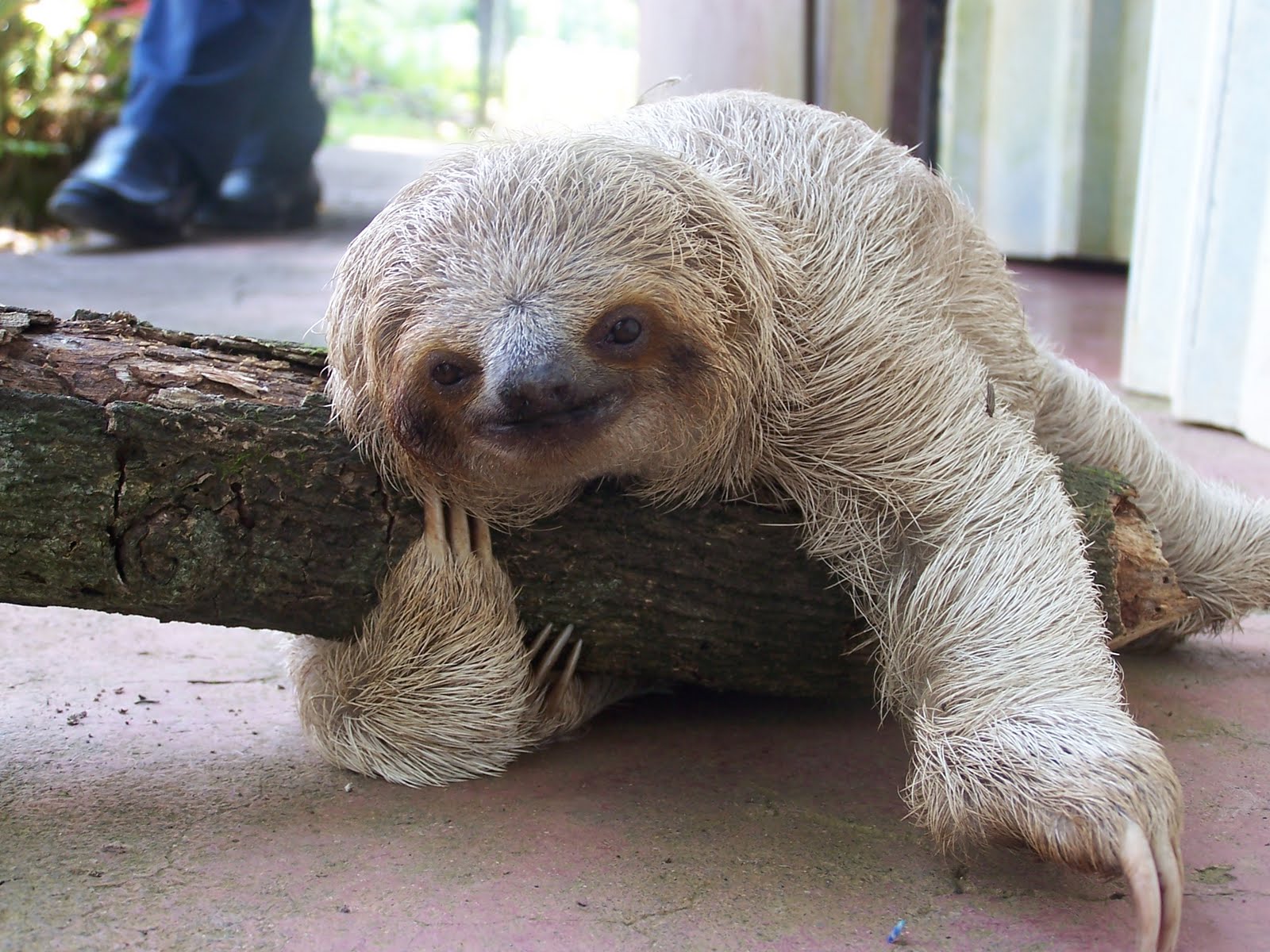 Sloths For Sale