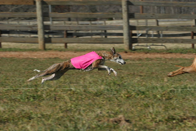 Cali Lure Coursing